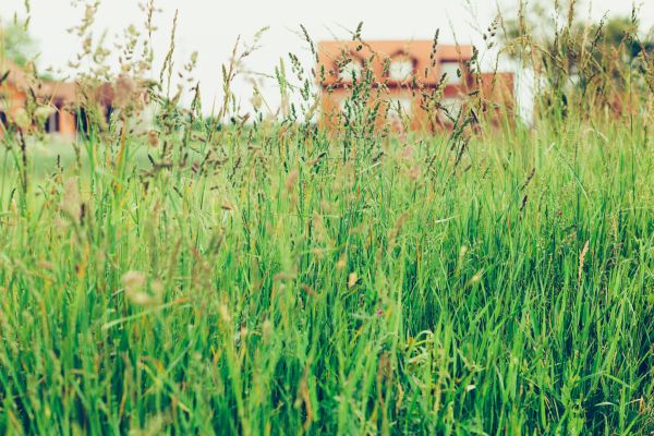 Tall Grass Cutting in Endicott