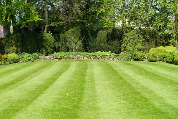 Grass Care Service in Endicott