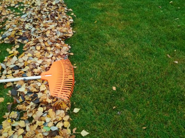 Fall Lawn Care in Endicott